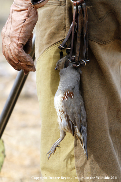 Upland game bird hunter with bagged Gambel's Quail in Arizona.