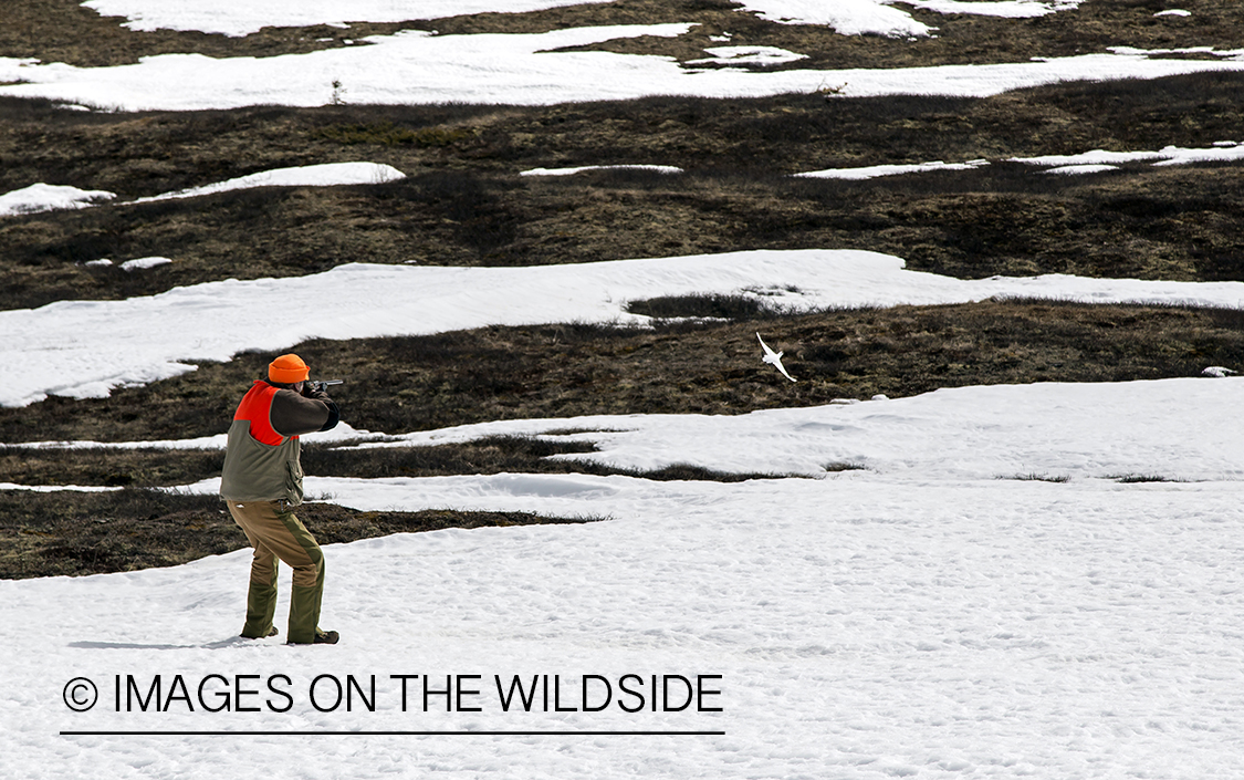 Ptarmigan hunter shooting at flushed rock ptarmigan.