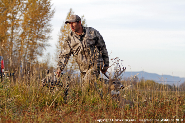 Bowhunter dragging downed white-tailed buck.