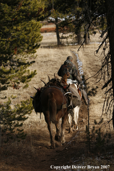ELk hunter with pack string