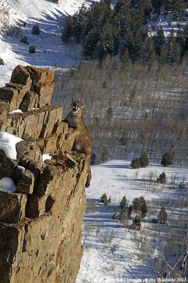 Mountain lion on cliff.