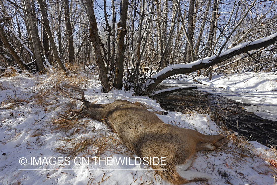 Downed white-tailed buck in field.
