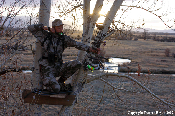 Bowhunter aiming bow from tree stand.