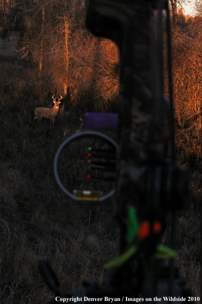 Bowhunter's view of white-tailed deer from treestand with bow in foreground. 