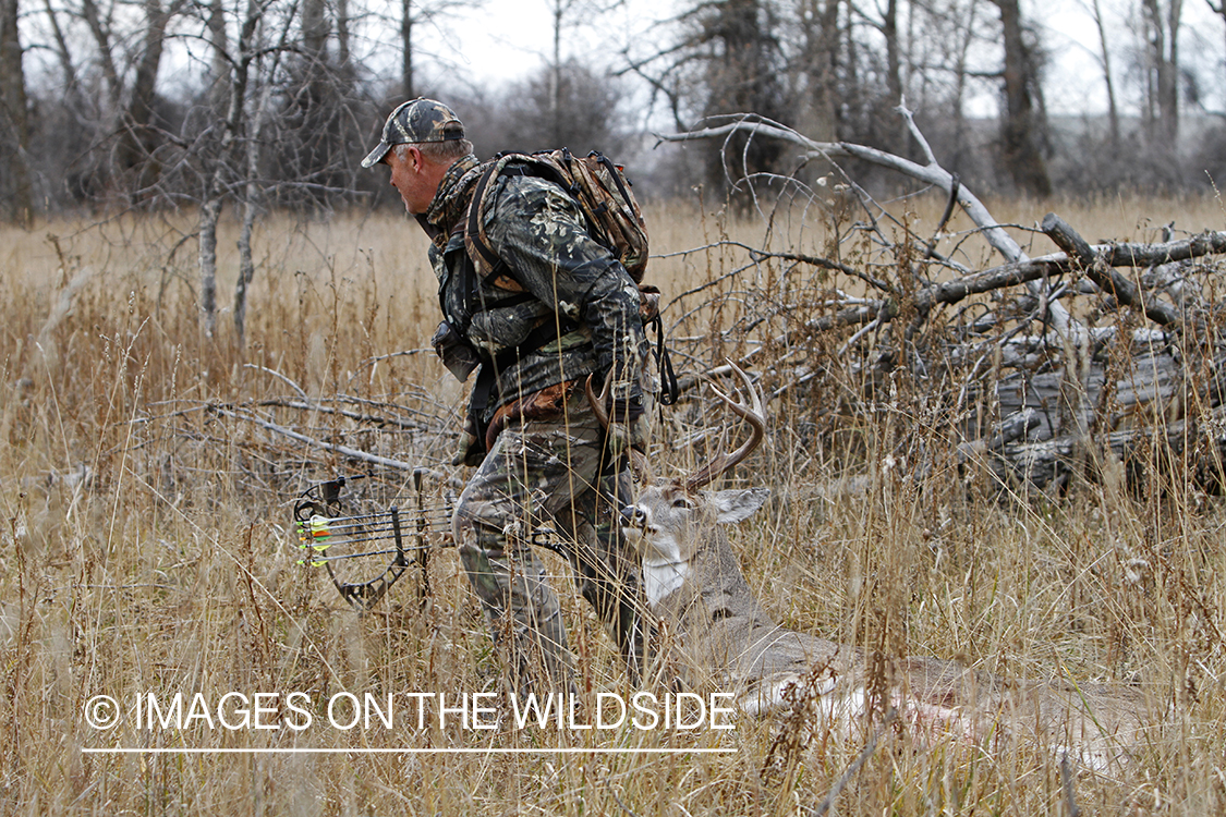 Bowhunter dragging bagged white-tailed buck.