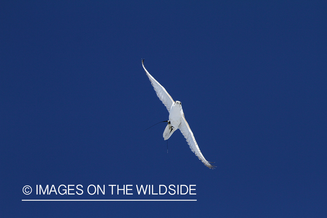 White Gyr Falon in sky.