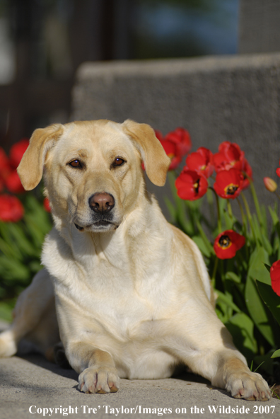 Yellow Labrador Retriever
