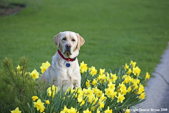 Yellow Labrador Retriever in yard