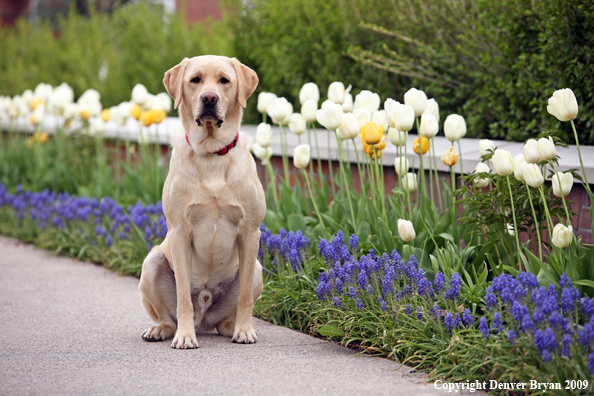 Yellow Labrador Retriever by flowers