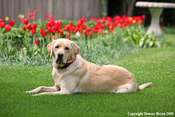 Yellow Labrador Retriever by flowers