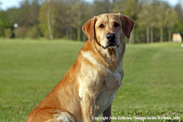 Yellow Labrador Retriever in field
