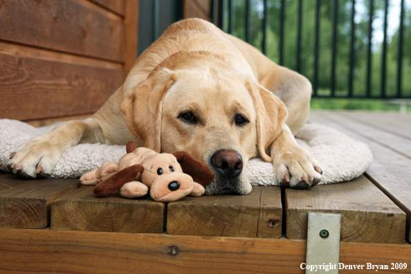 Yellow Labrador Retriever on deck with stuffed toy