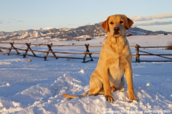 Yellow Labrador Retriever