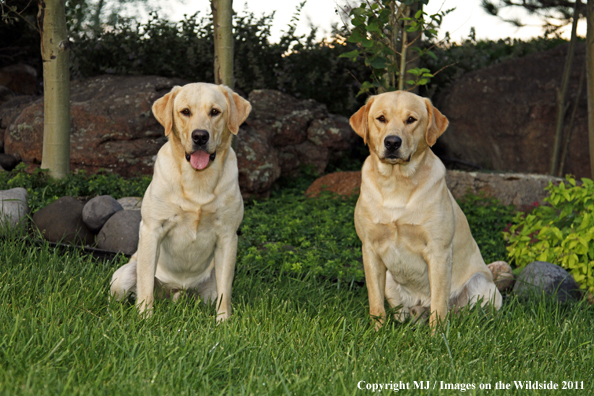 Yellow Labrador Retrievers.