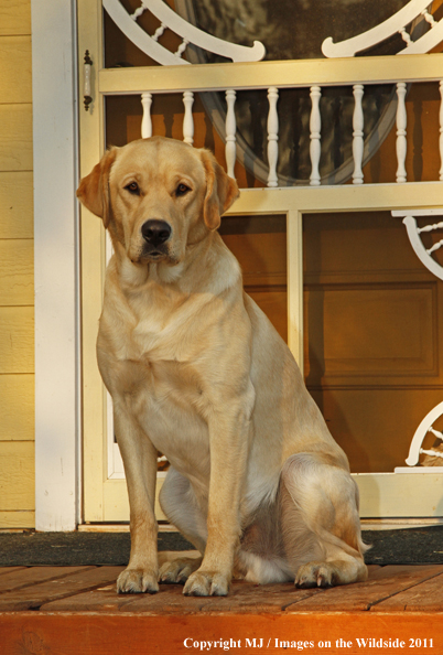 Yellow Labrador Retriever.