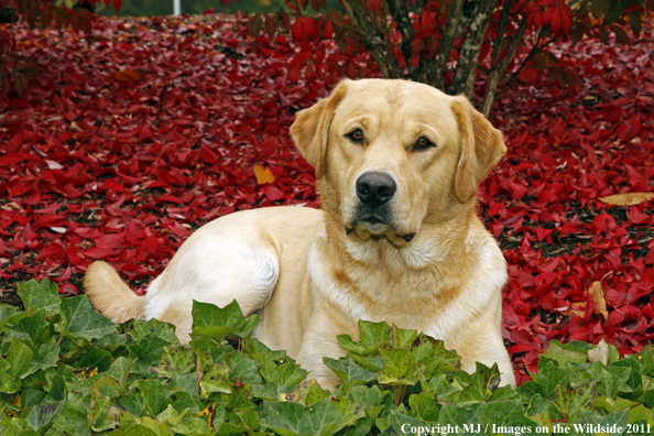 Yellow Labrador Retriever.
