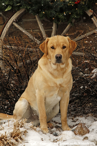 Yellow Labrador Retriever in snow. 