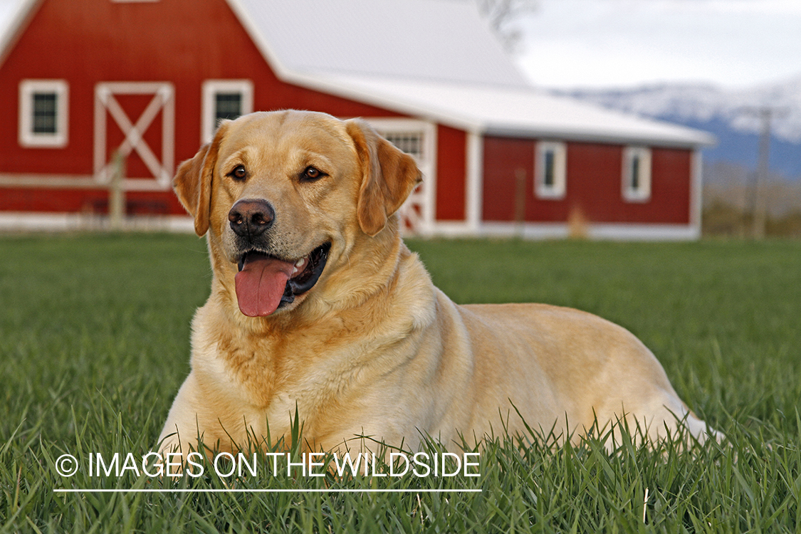 Yellow Labrador Retriever