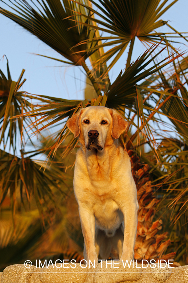 Yellow Lab in Mexico.
