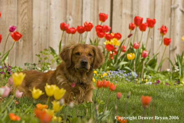 Golden Retriever on lawn with flowers.