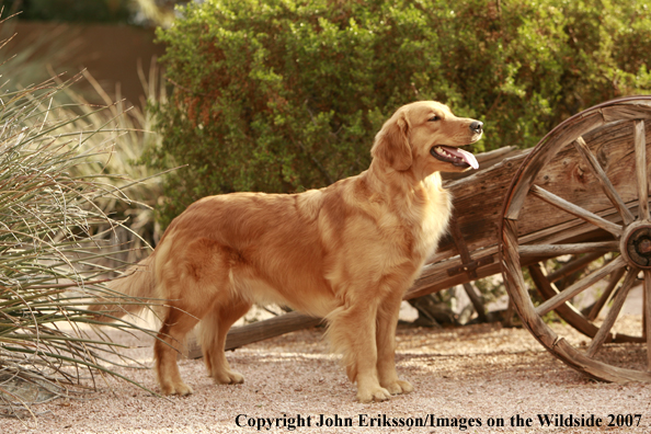 Golden Retriever 
