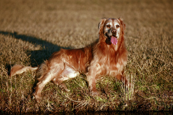 Golden Retriever