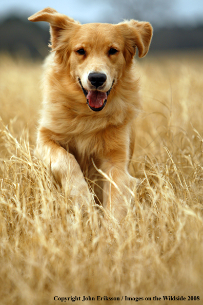 Golden Retriever