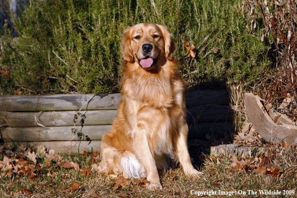 Golden Retriever