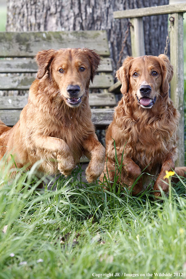 Golden Retrievers