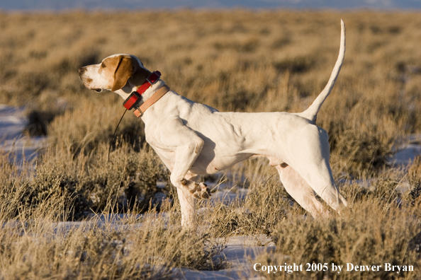  English Pointer on point in field.