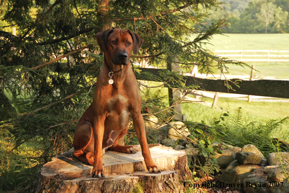 Rhodesian Ridgeback