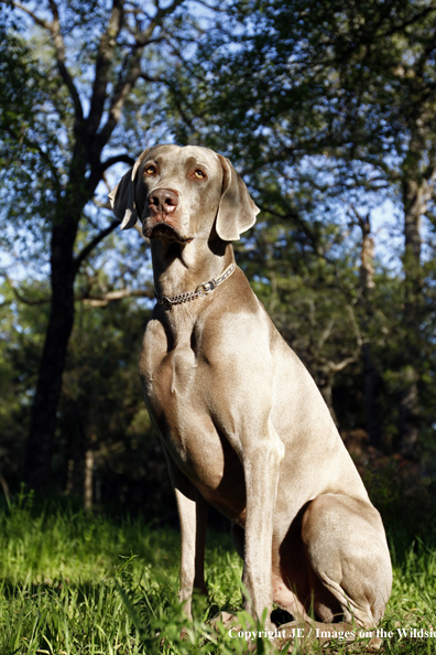 Weimaraner in field