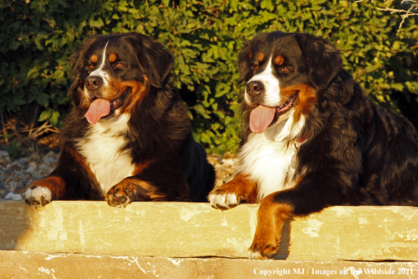 Bernese Mountain Dogs.