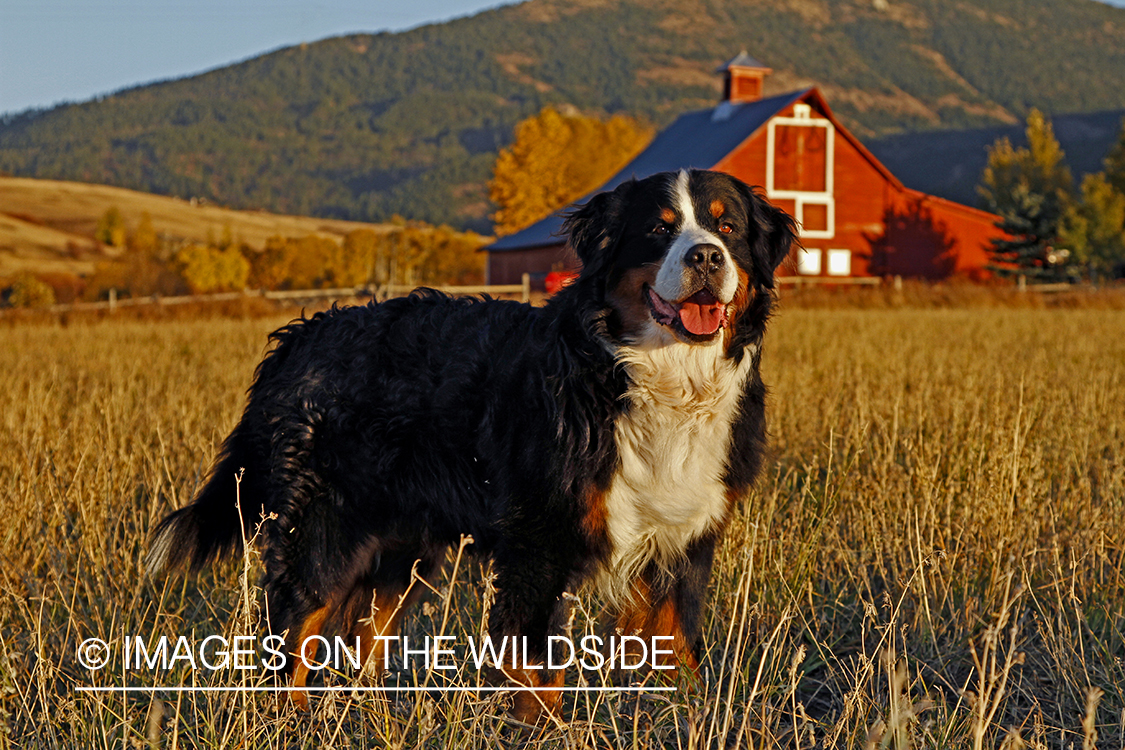 Bernese Mountain Dog