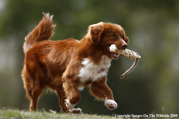 Nova Scotia duck tolling retriever