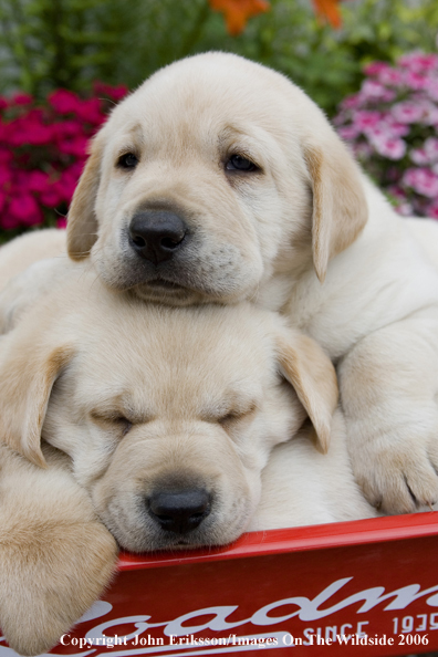 Yellow Labrador Retriever puppies.