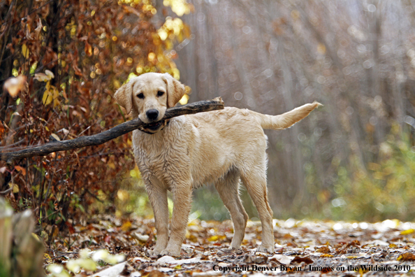 Yellow Labrador Retriever Puppy with stick