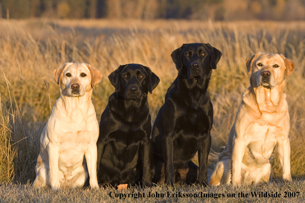 Multi-colored Labrador Retrievers