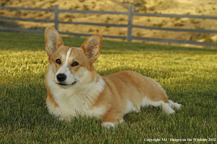 Corgi in yard.