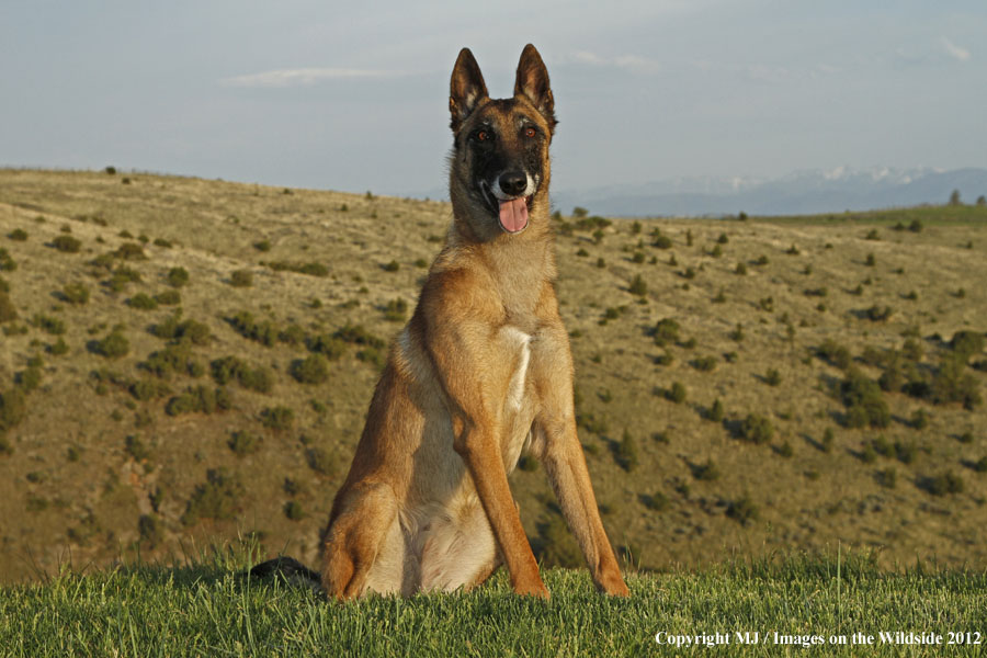 Malinois in yard.
