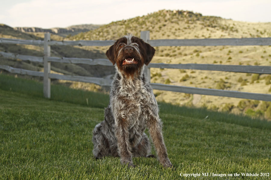 Wirehaired Pointing Griffon in yard.