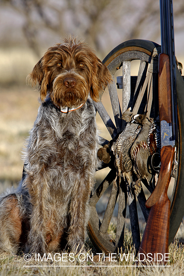 Wirehaired Pointing Griffon with bagged desert quail.