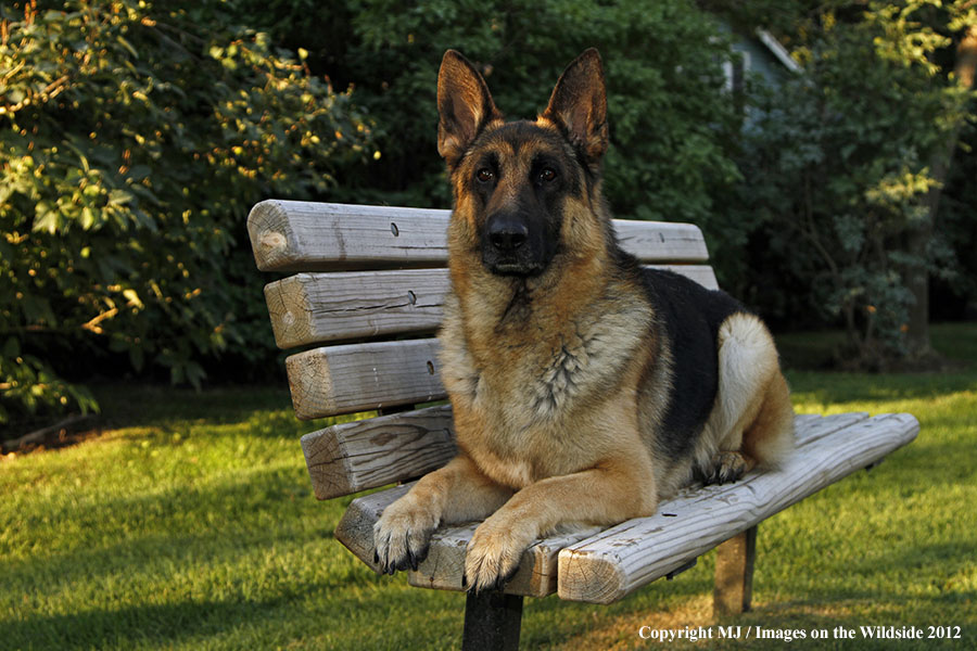 German Shepherd
