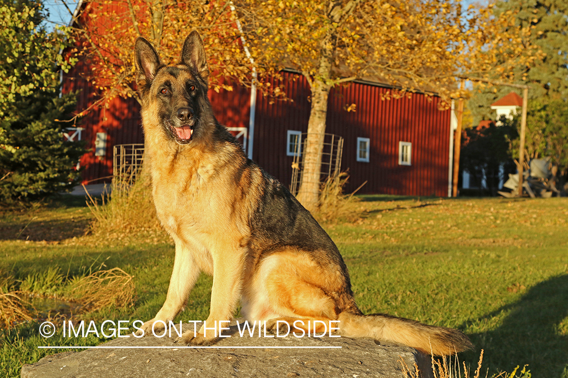 German Shepherd in front of red barn.
