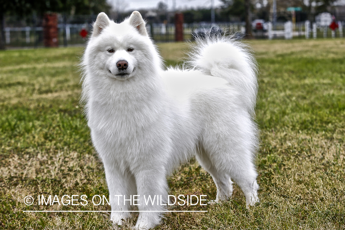 White Spitz (HDR)