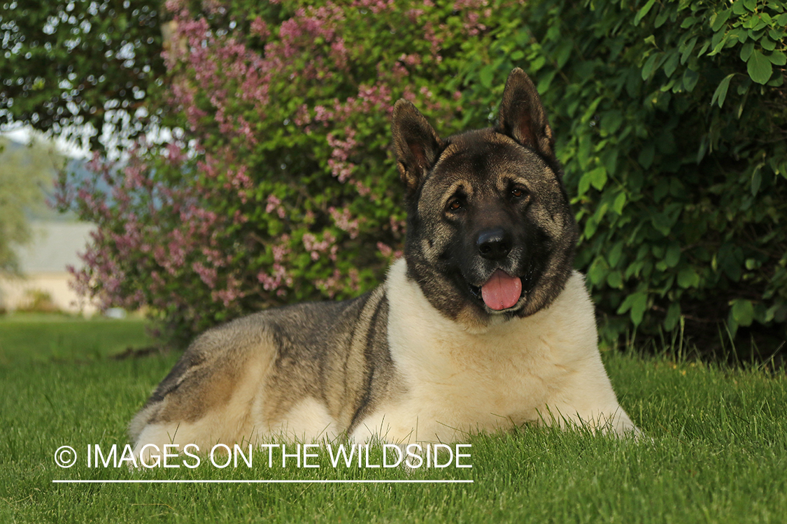 Akita dog by flowers.