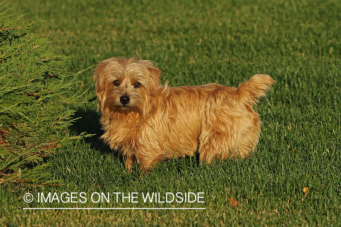Norfolk Terrier sitting in grass.