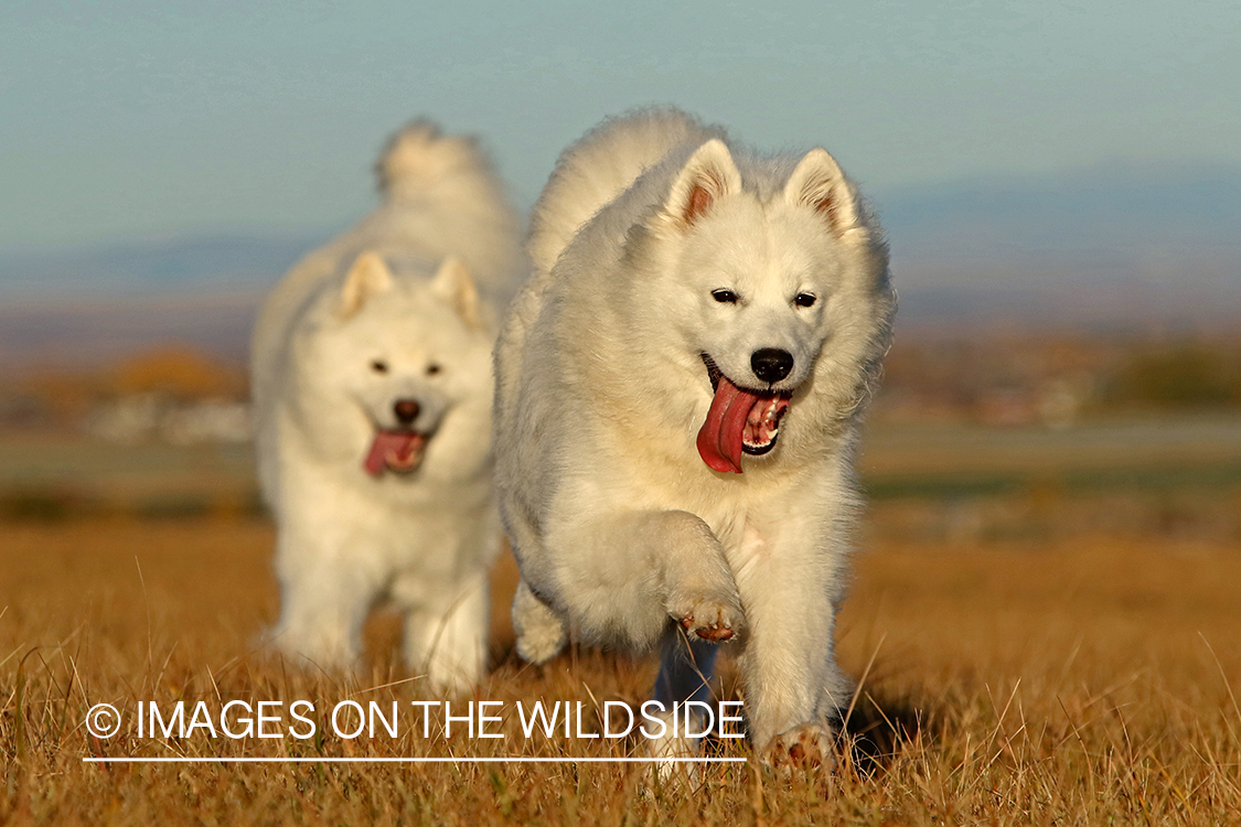 Samoyeds running in field.