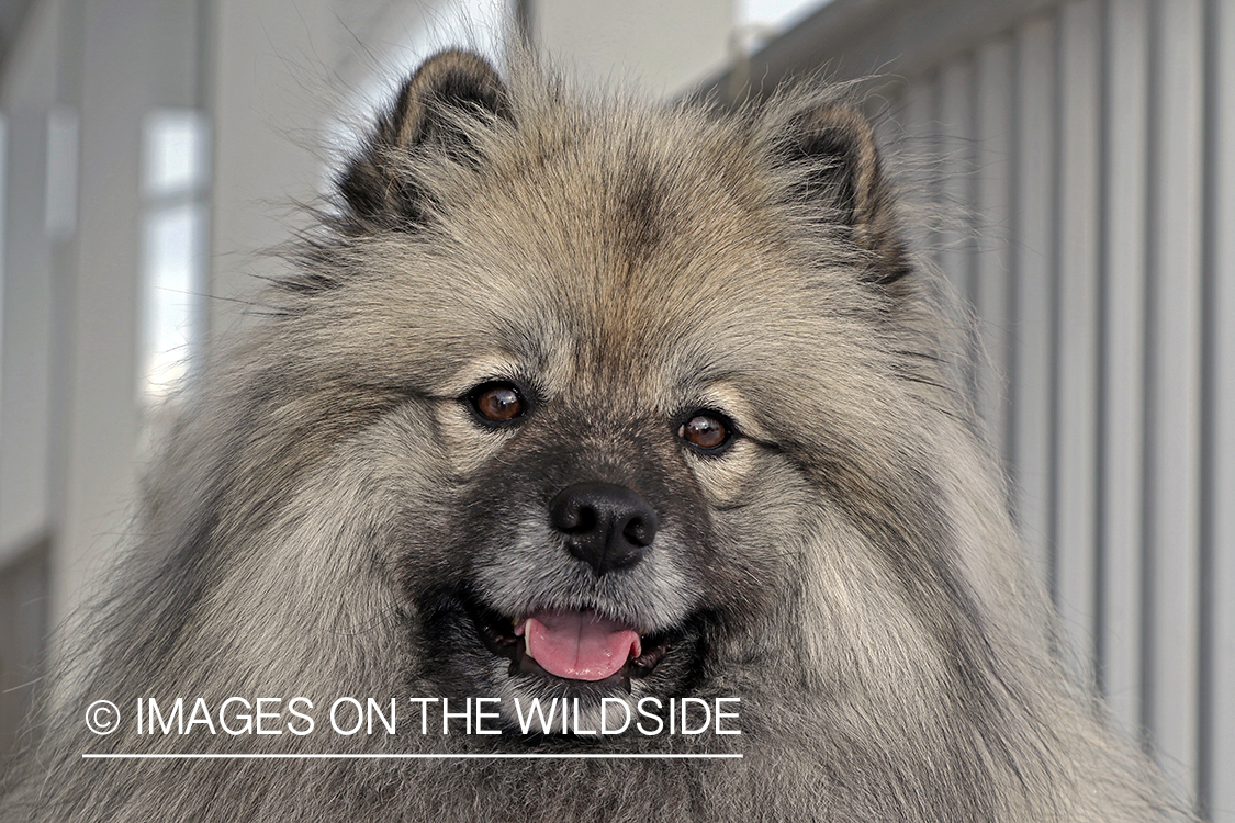 Close-up of Keeshond.