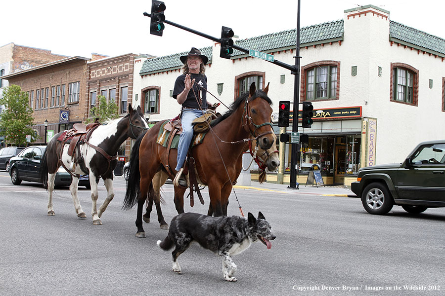 Riding horses through downtown Bozeman, Montana.